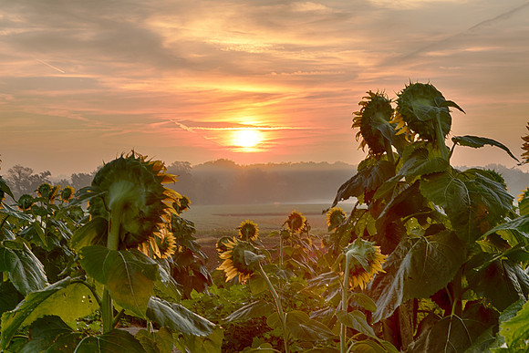 Sunflower State Sunrise