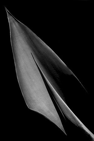 The Needle