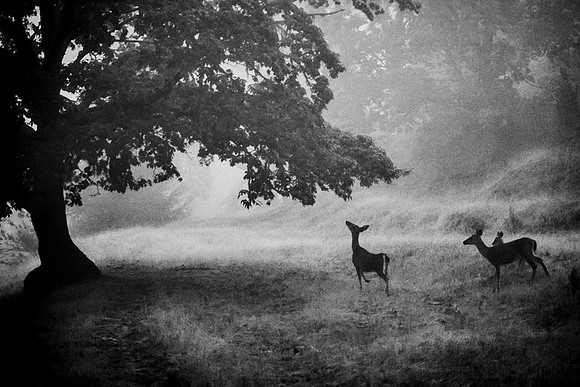 Three Deer