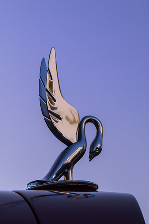 Praying Swan