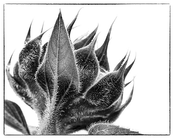 Sunflower Bud