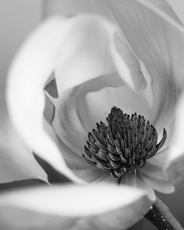Magnolia