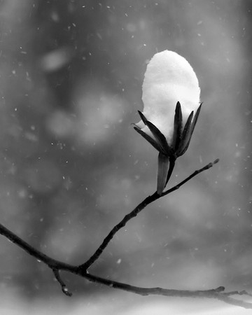 Snowflower