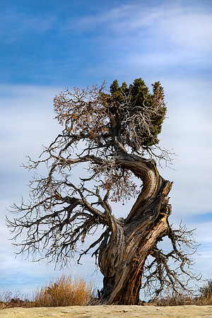 Sand Bench Juniper