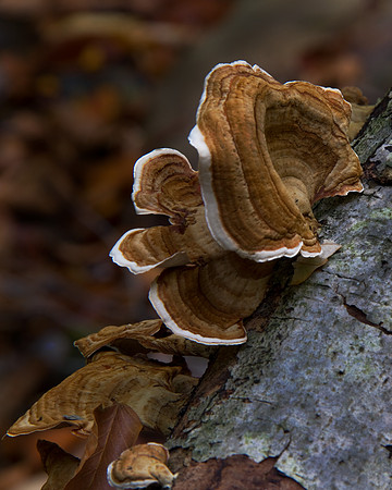 Mushroom Polypor