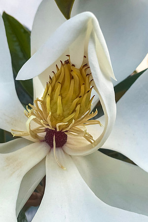 Little Gem Magnolia