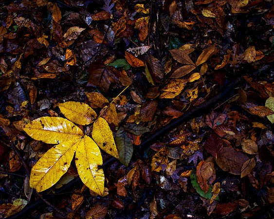 Leaf