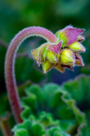Cranesbill