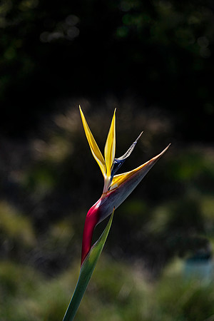 Bird of Paradise