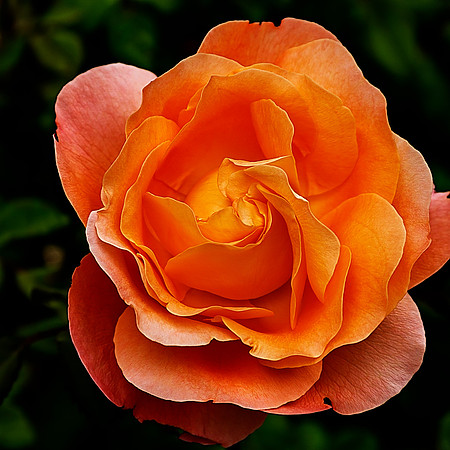 Lady Emma Hamilton