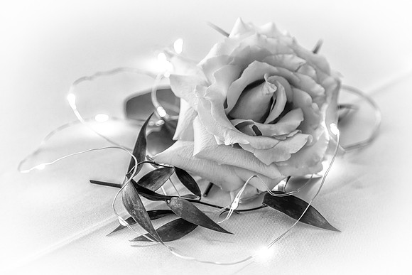 A Rose