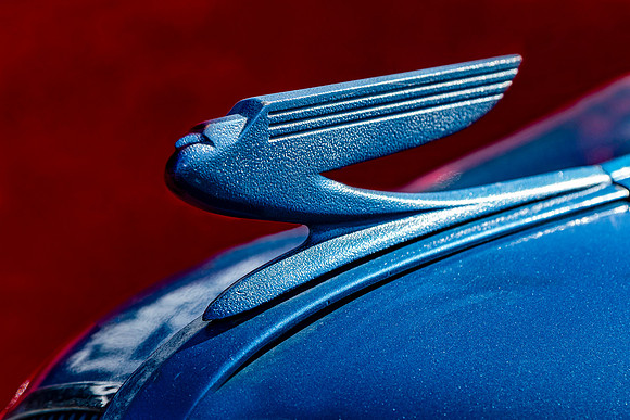 Blue Bird