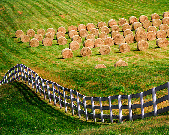 A Herd of Hay Bales