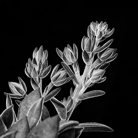 Echeveria