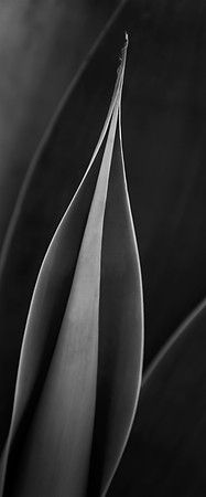 The Point