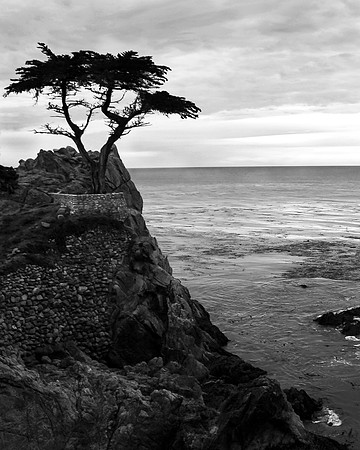 Lone Cypress