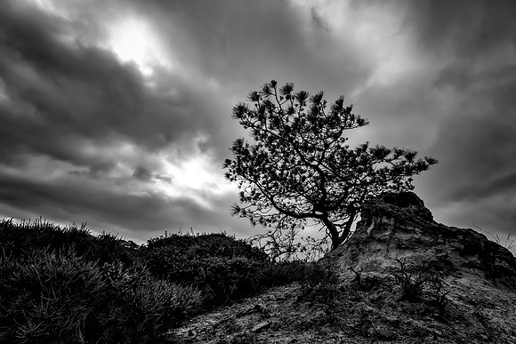 Torrey Pine