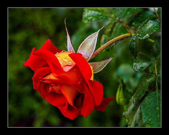 Fleur de Dew