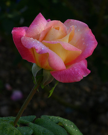 Love and Peace