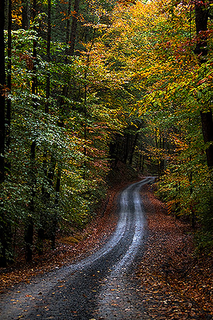 Into The Woods