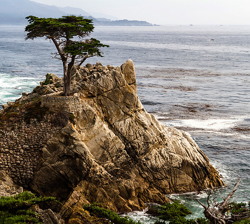 Cypress