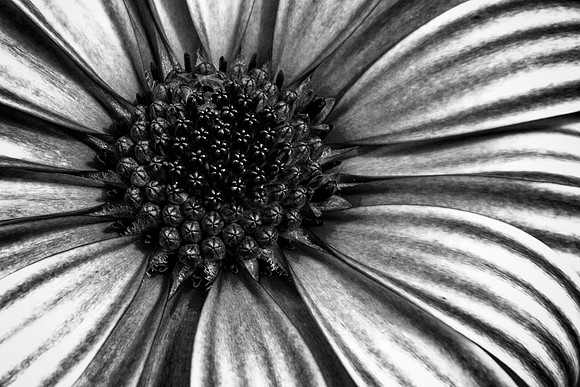 African Daisy
