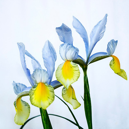 Iris Two