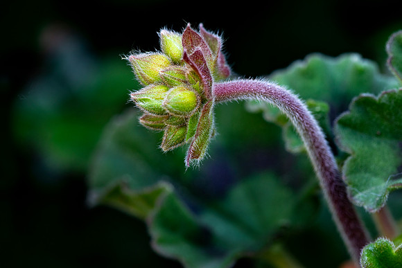 Craning Cranesbill