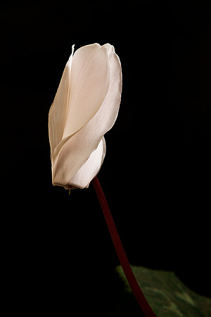 Upswept