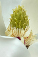 Dwarf Magnolia