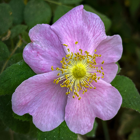 Wild Rose
