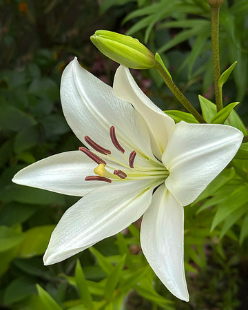 White Lily