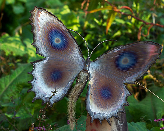 Iron Butterfly