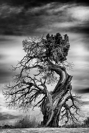 Sand Bench Juniper